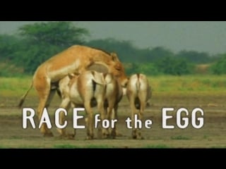 3 наперегонки к яйцеклетке / race for the egg (брачные игры в мире молодые / battle of the sexes in the porn world) 1999