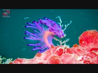 Blue dragon sea slug | diving in pattaya, thailand