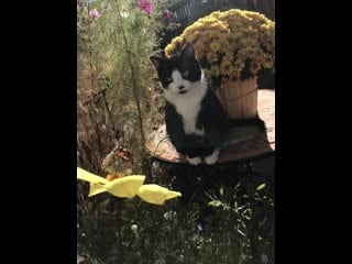 My sweet boy oliver admiring a butterfly 💛