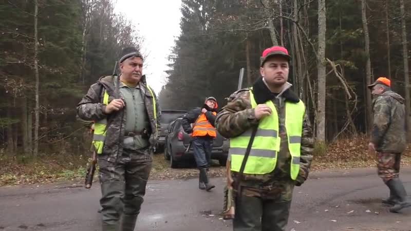 Загонная охота на кабана и косулю 10 ноября 2018г