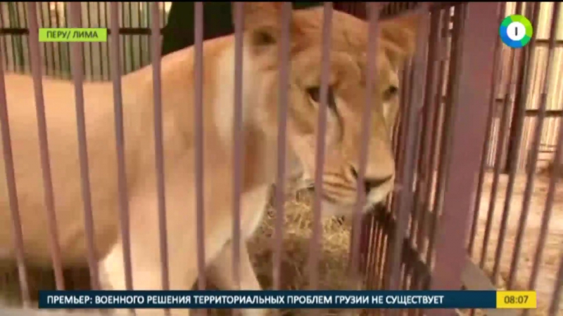 Львов porn video – Из рук жестоких циркачей защитники молодые спасли больше 30 львов