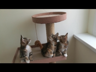 Девочки помёт u