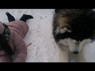 Фотосет с эльвирой)