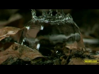 Bbc hidden kingdoms 2of3 secret forests