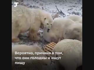 Почему медведи нападают на поселения на новой земле