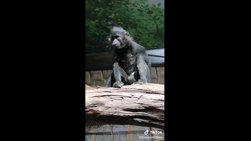 Просто скинули видос