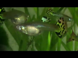 Крупный план гуппи в аквариуме самки и самцы © 2015