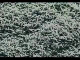 [v s mobi]проклятое видео из фильма звонок mp4