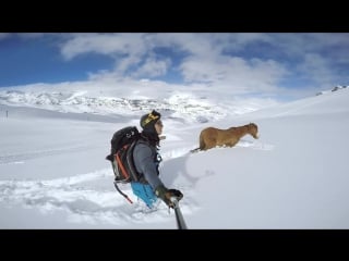 Gopro chilean horse rescue