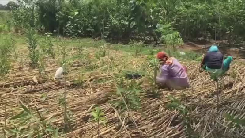 Вырасти лес в 10 раз быстрее!