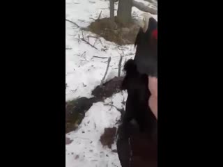 Наглый глухарь