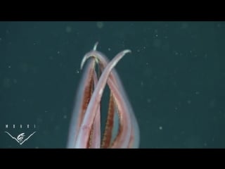 Конечности octopoteuthis deletron (ориг "octopoteuthis deletron arm tips flashing")