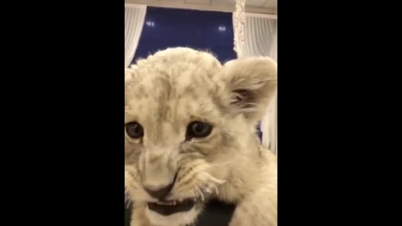 Милоты пост