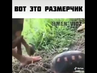 Секс у черепахи