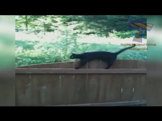 Cats are so funny you will die laughing funny cat compilation