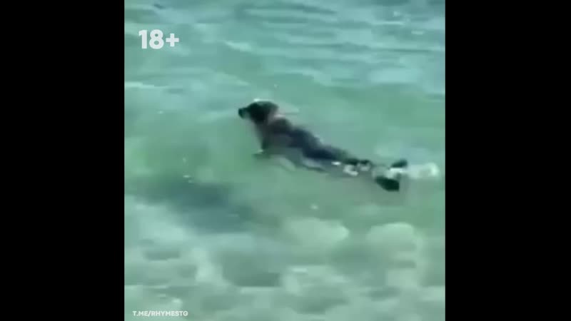 Забили тюленя камнями