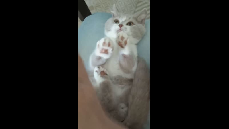 Котенок играет в ладушки glorious lotus