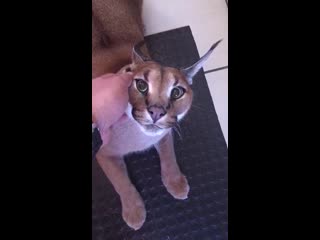 Guy casually pets his super pissed off caracal