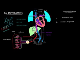 Кровообращение плода непосредственно перед рождением