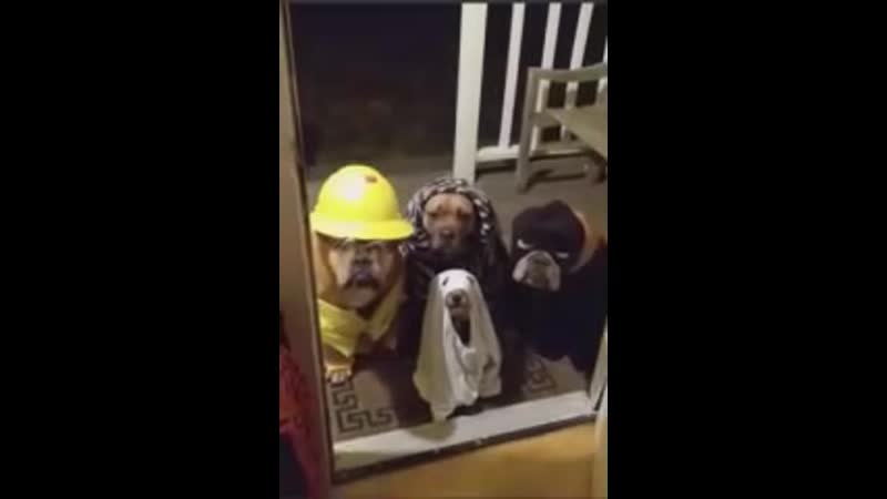 Пёсики на хеллоуин