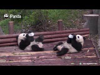 Две малышки панды пьют молоко в одинаковой позе