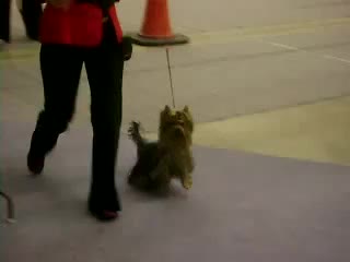 Anastasia york pretty queen of all heards