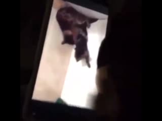 Камеру убери (vhs video)