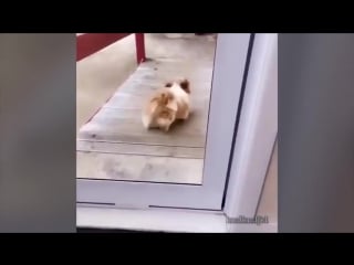 Жан клод в теме