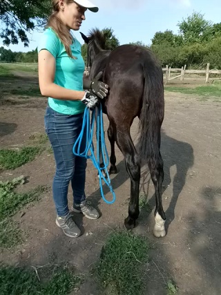 Даша бойцова занимается с доном селестиалом андалузским жеребчиком,рожденным на ферме мс