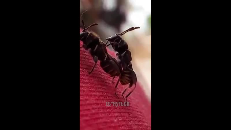 Музыкальная порно пауза