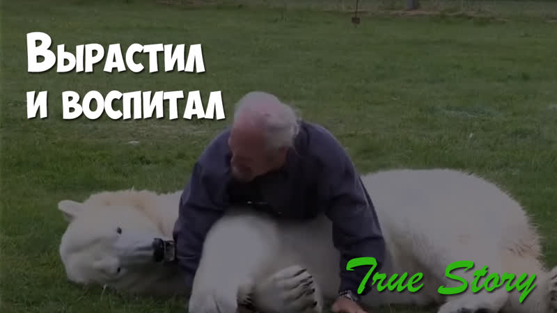 Семью porn video – Мужчина принял в семью 500 килограммовую белую медведицу