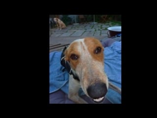 Она просила о помощи, а ее закопали на заднем дворе