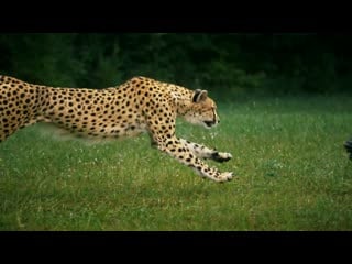 Cheetahs on the edge slowmotion