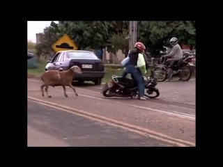 Hilarious!! crazy ass goat terrorizes people in the streets! real life mountain dew porn goat!