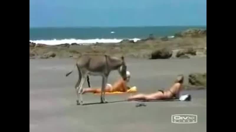 Осёл возбуждается на девушку в купальнике 😎