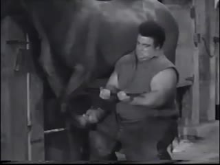 Пол андерсон несёт бычка paul anderson is carrying a bull on his back mp4