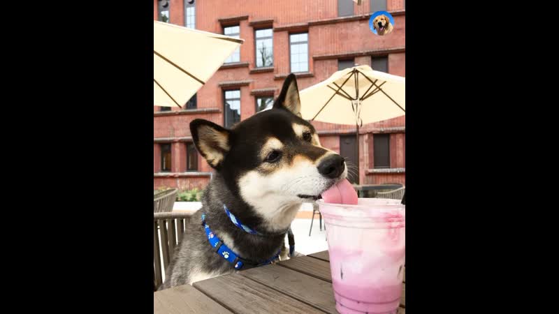 Сидим пердим