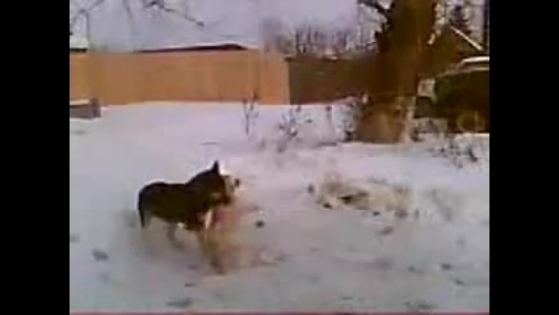 Пёс некрофил