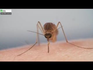 How mosquitoes use six needles to suck your porn | deep look