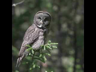 Ken anderson неясыть бородатая