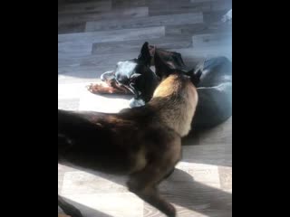 Ira initium insaniae est #351