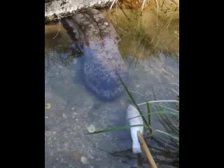 Кусь (vhs video)