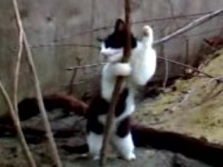 Лесби секс лилипутки и телки