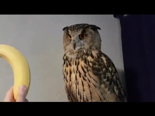 Филин ёль и банан banana & eagle owl yoll