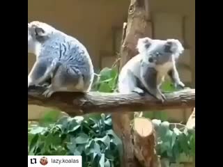 Lazy koalas 20200709 095333 mp4