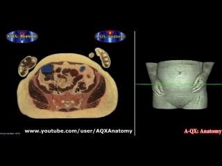 Анатомия женский половой орган anatomy of the female sex organs