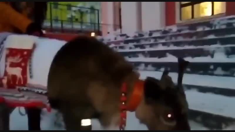 Оленя в свитере выгуливают в норильске