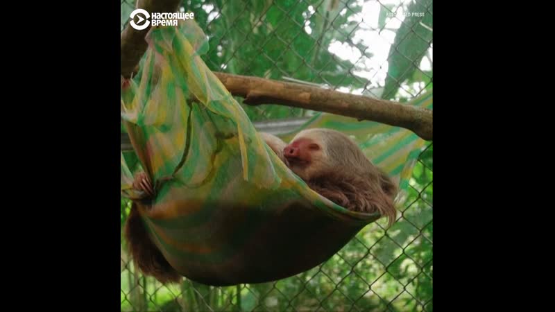 Как в коста рике спасают ленивцев