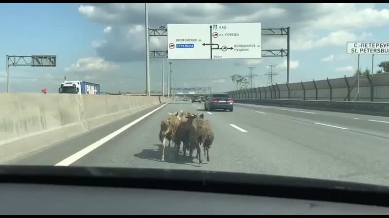 Куда прёшь, баран?! давай правее на каде пробки!