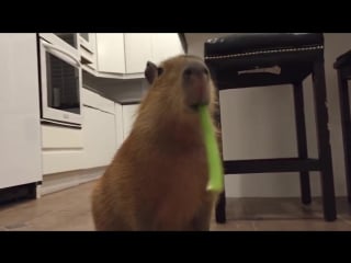 Capybara adorably munches on celery stick